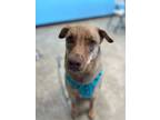 Adopt Cusco a Shepherd, Mixed Breed