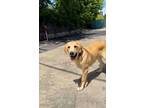 Adopt Mike a Hound, Great Pyrenees