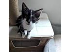 Adopt Squirtle a Domestic Short Hair