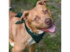 Adopt Pork Chop a Pit Bull Terrier, Labrador Retriever