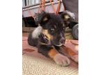 Adopt Bear a Australian Shepherd, Mixed Breed