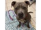 Adopt Shadow a Pit Bull Terrier, Mixed Breed