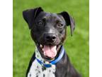 Adopt Mork a Pit Bull Terrier, Mixed Breed
