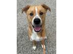 Adopt Rom a Mixed Breed