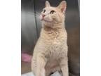 Adopt Rice and Beans a Domestic Short Hair