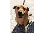 Adopt Neutron a Parson Russell Terrier, Mixed Breed