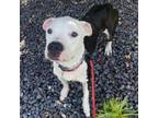 Adopt Ghost 2 a American Staffordshire Terrier, Mixed Breed
