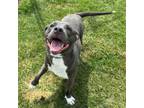 Adopt Kane a Cattle Dog, American Staffordshire Terrier