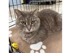 Adopt Pocky a Domestic Short Hair