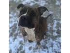 Adopt Meatloaf a American Staffordshire Terrier, Mixed Breed