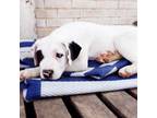 Adopt Jack 2 a Great Pyrenees, American Staffordshire Terrier