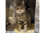 Adopt Captain a Domestic Short Hair