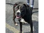 Adopt Buster a American Staffordshire Terrier, Mixed Breed