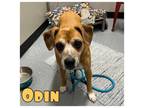 Adopt Odin - FOREVER FOSTER a Boxer, Terrier