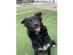 Adopt Theo a Border Collie, Mixed Breed