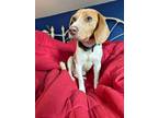 Adopt Waylon - Fostered in SE Nebraska a Beagle