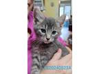 Adopt Freddie a Domestic Short Hair