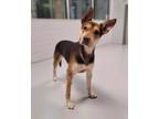 Adopt Baxter a German Shepherd Dog, Pit Bull Terrier