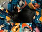 Adopt Wingdings a Domestic Short Hair