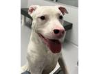 Adopt Smalls a Pit Bull Terrier