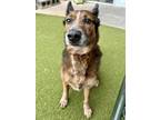 Adopt Dubby a Mixed Breed