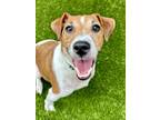 Adopt Frangipane Tart a Jack Russell Terrier, Mixed Breed