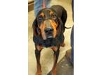 Adopt Cooper-SPONSORED! a Black and Tan Coonhound, Mixed Breed