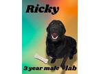 Adopt Ricky a Labrador Retriever