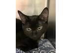 Adopt Pasquale a Domestic Short Hair