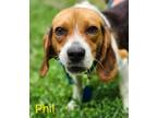 Adopt Phil a Beagle