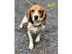 Adopt Jeff a Beagle