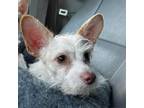 Adopt Joro a Wirehaired Terrier, Mixed Breed