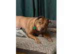 Adopt Bristol a Pit Bull Terrier, American Staffordshire Terrier