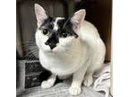 Adopt Satoush 4/4 a Domestic Short Hair