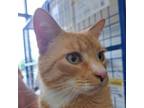 Adopt Rodeo (Chow Hound Byron Center) a Domestic Short Hair