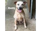 Adopt Buddy 240405 a Mixed Breed