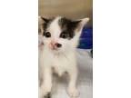 Adopt Speck a Domestic Short Hair