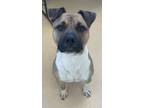 Adopt Morty a Pit Bull Terrier, Mixed Breed