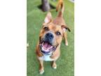 Adopt Rusty Briggs a Boxer, Pit Bull Terrier