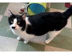 Adopt Knuckles a Domestic Short Hair