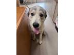 Adopt Ben 123679 a Great Pyrenees, Mixed Breed