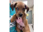 Adopt Bowie 123649 a Boxer, Mixed Breed