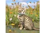 Adopt Toby 122992 a Domestic Short Hair