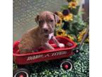 Adopt Phillies a Pit Bull Terrier
