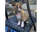 Adopt Astros a Pit Bull Terrier