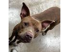 Adopt Champagne- 060602S a Pit Bull Terrier