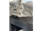 Adopt Rizzy a Domestic Short Hair