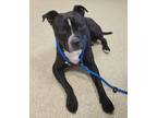 Adopt Jupiter a American Staffordshire Terrier, Mixed Breed