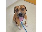 Adopt Marshall a Pit Bull Terrier, Hound