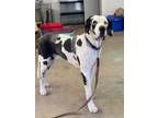 Adopt Checkers a Great Dane
